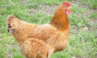 圏养土鸡的饲养管理技术有哪些 散养土鸡养殖技术